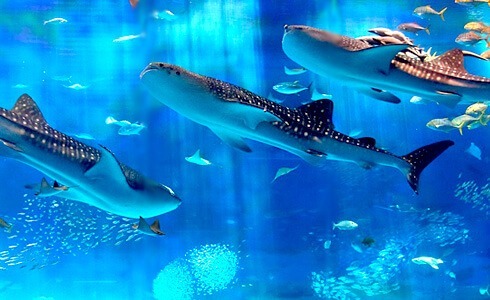美ら海水族館のジンベイザメ画像